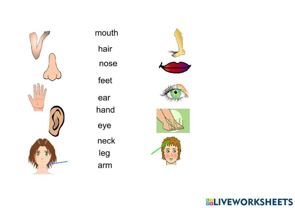 body-parts-online-exercise-for-primaria-live-worksheets