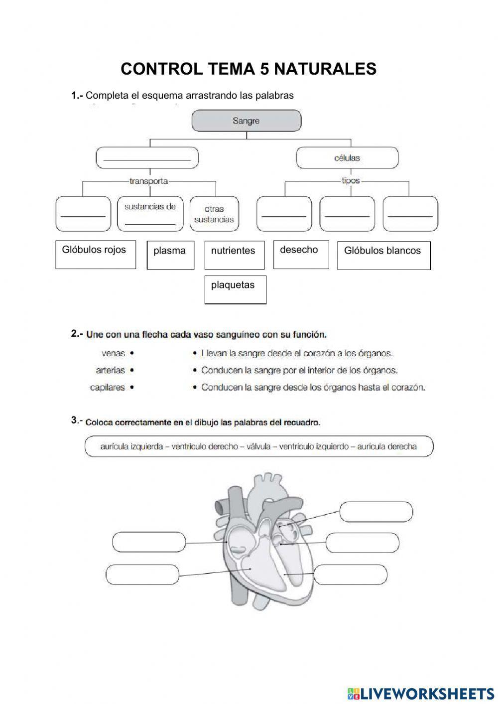 Repaso del aparato excretor y circulatorio