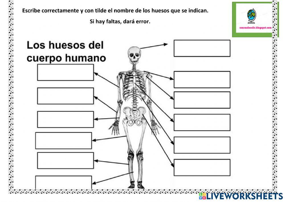 Los huesos del cuerpo humano