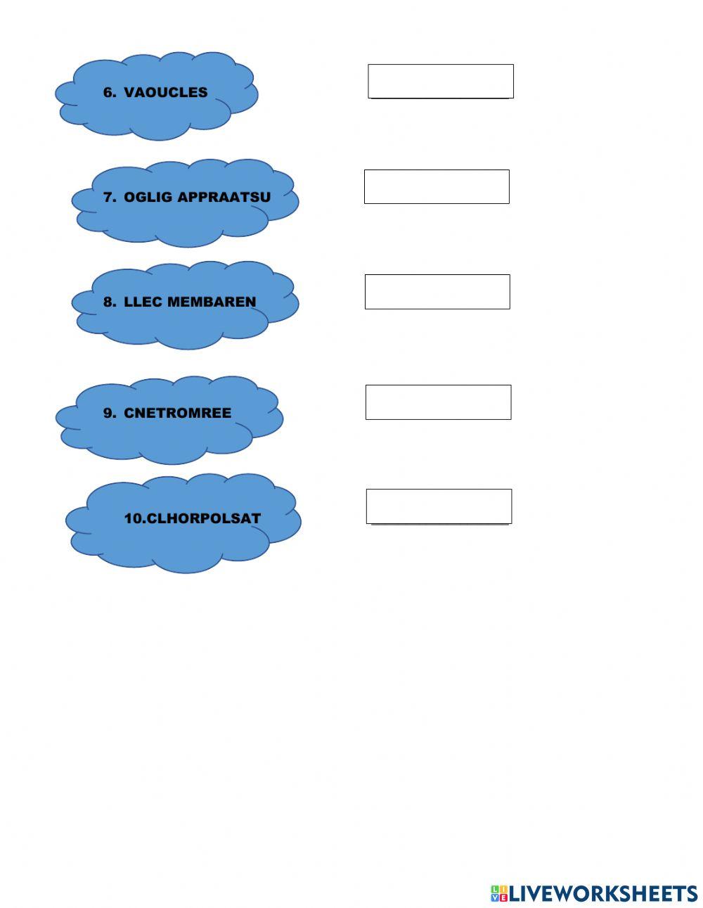 Plant cell and animal cell