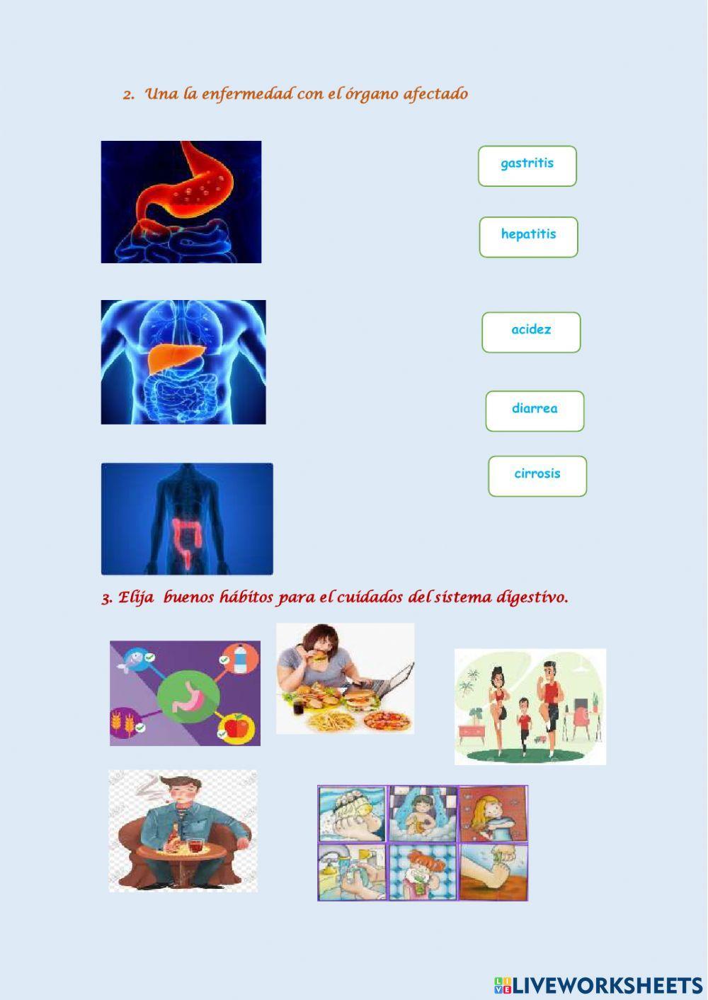 Enfermedades y cuidados del sistema digestivo