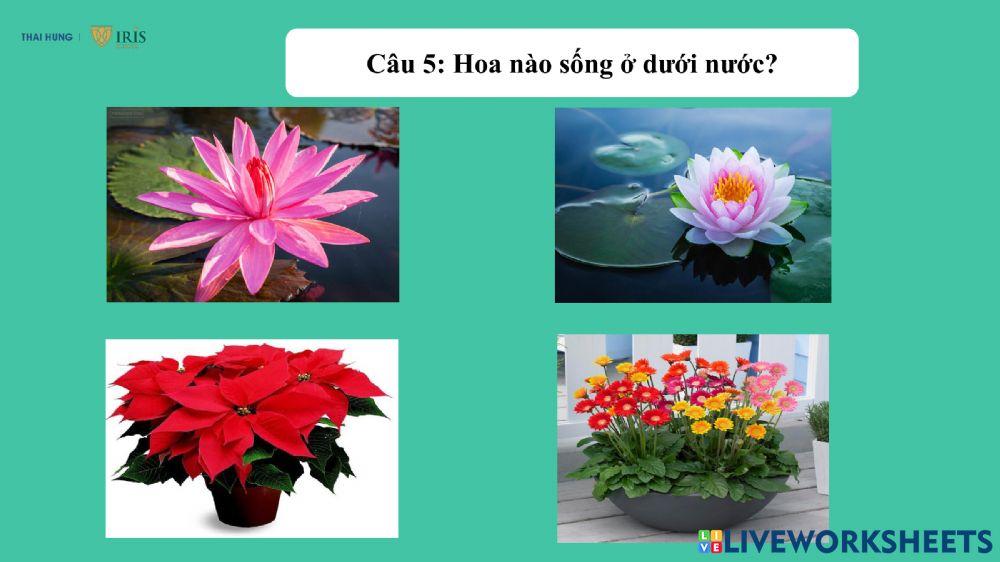 Khám phá các loài hoa
