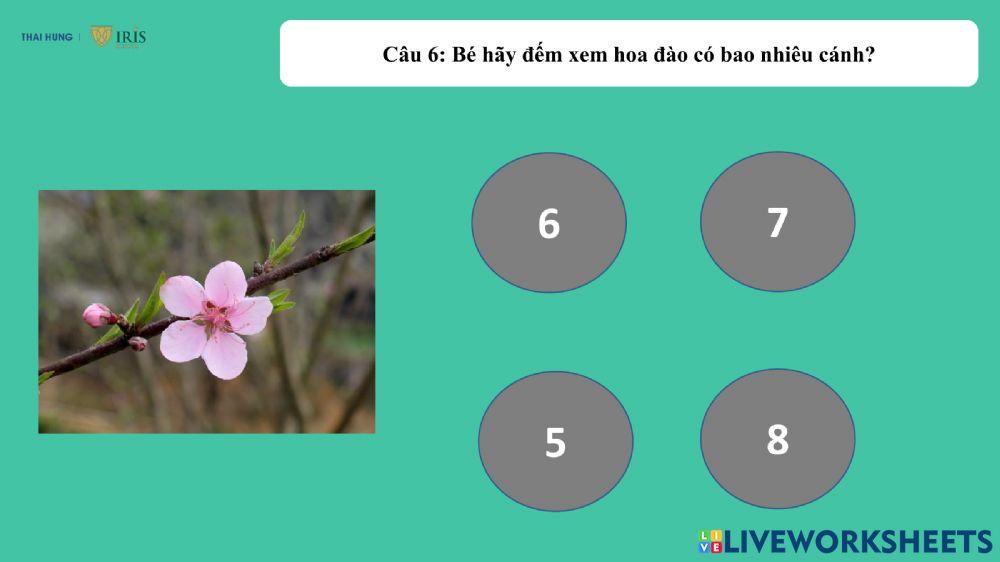 Khám phá các loài hoa