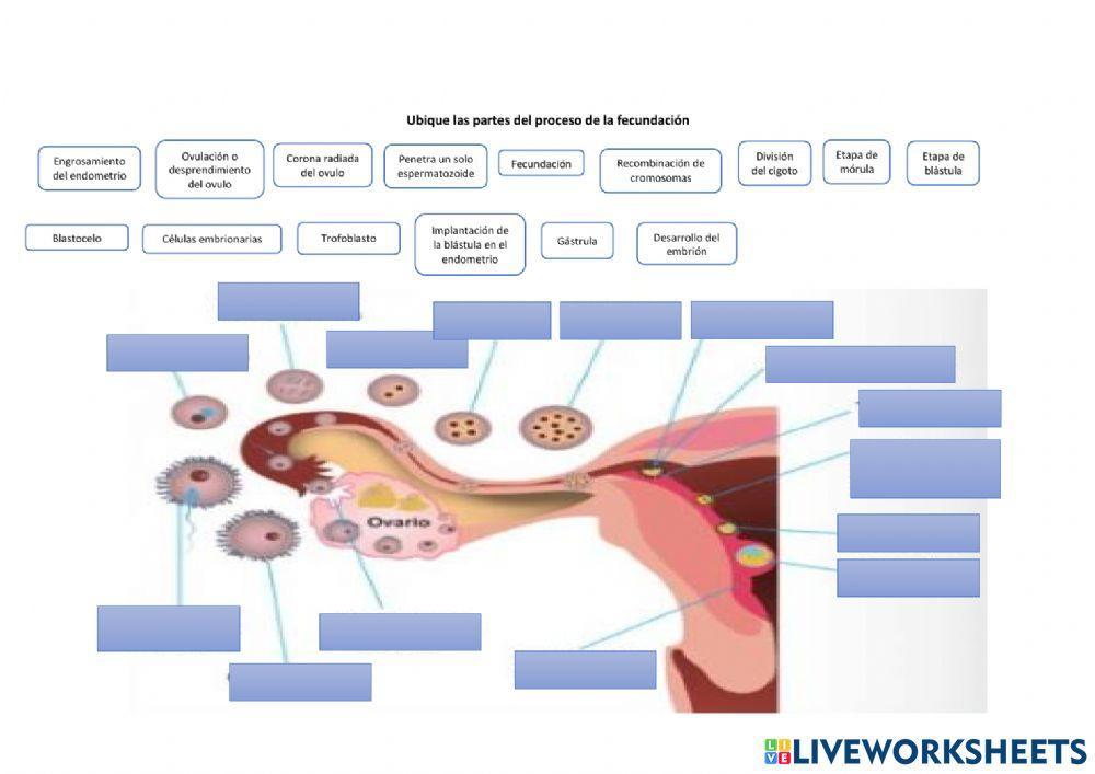 Partes de la fecundación