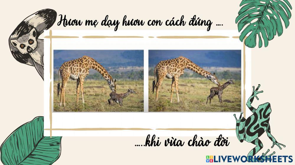 Giờ đọc sách - Bài học từ hươu cao cổ