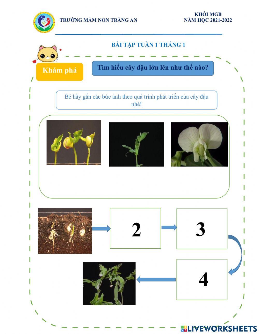 Khám phá cây đậu phát triển như thế nào