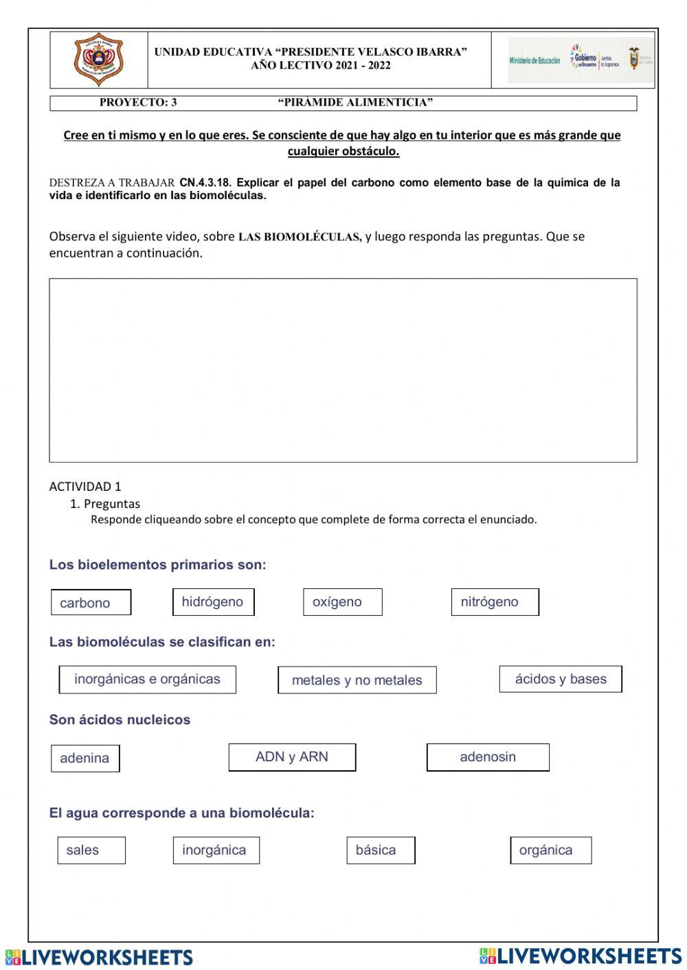-Pirámide Alimenticia- LAS BIOMOLÉCULAS