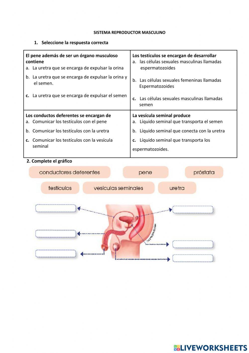 Sistema reproductor masculino