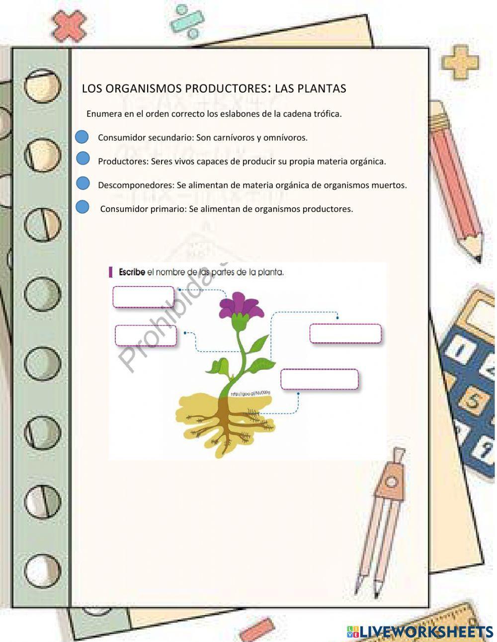 Las plantas