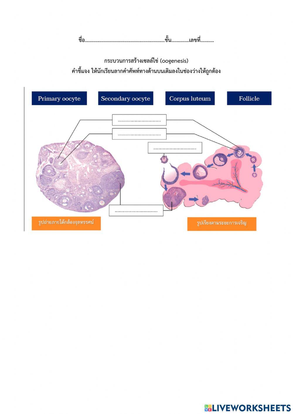 กระบวนการสร้างเซลล์ไข่ (oogenesis)