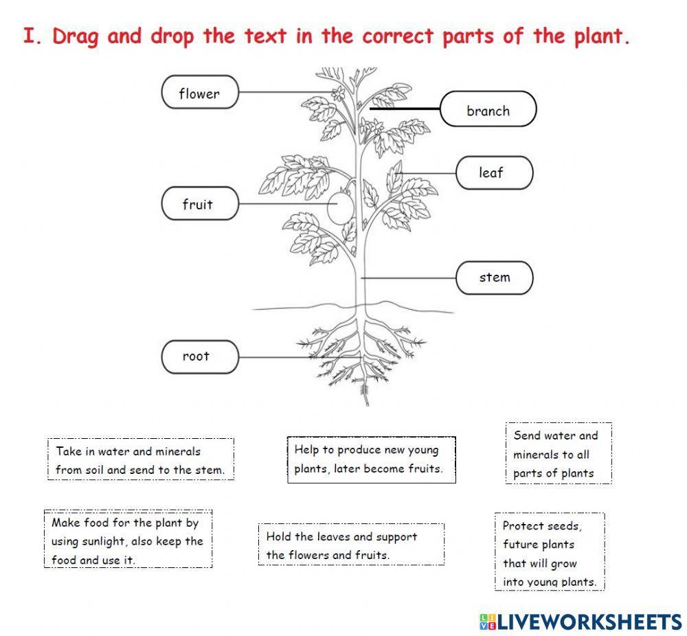 Parts of Plants and their functions