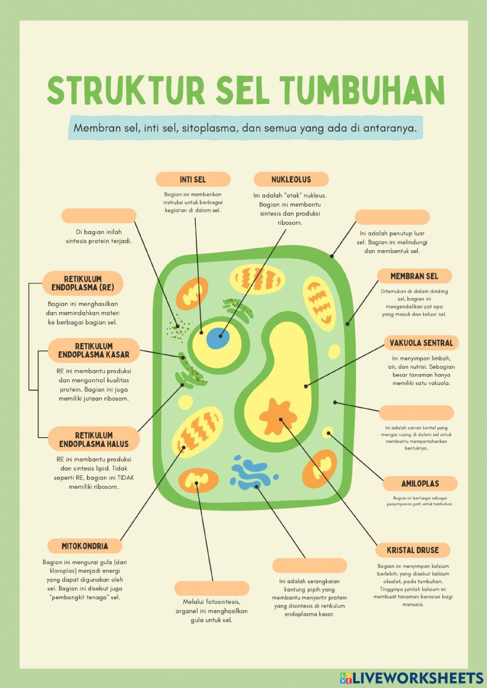 Sistem Organisasi dalam Kehidupan