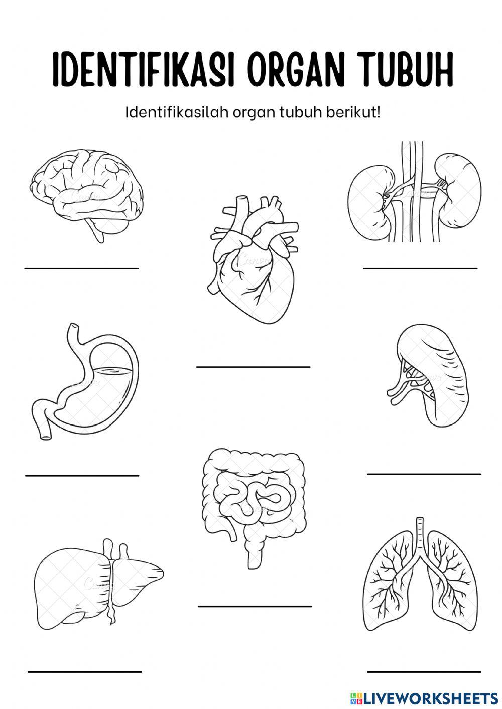 Sistem Organisasi dalam Kehidupan