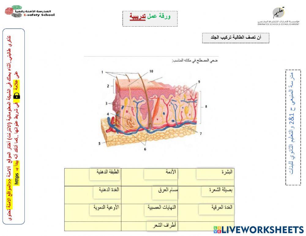 الجهاز الغشائي