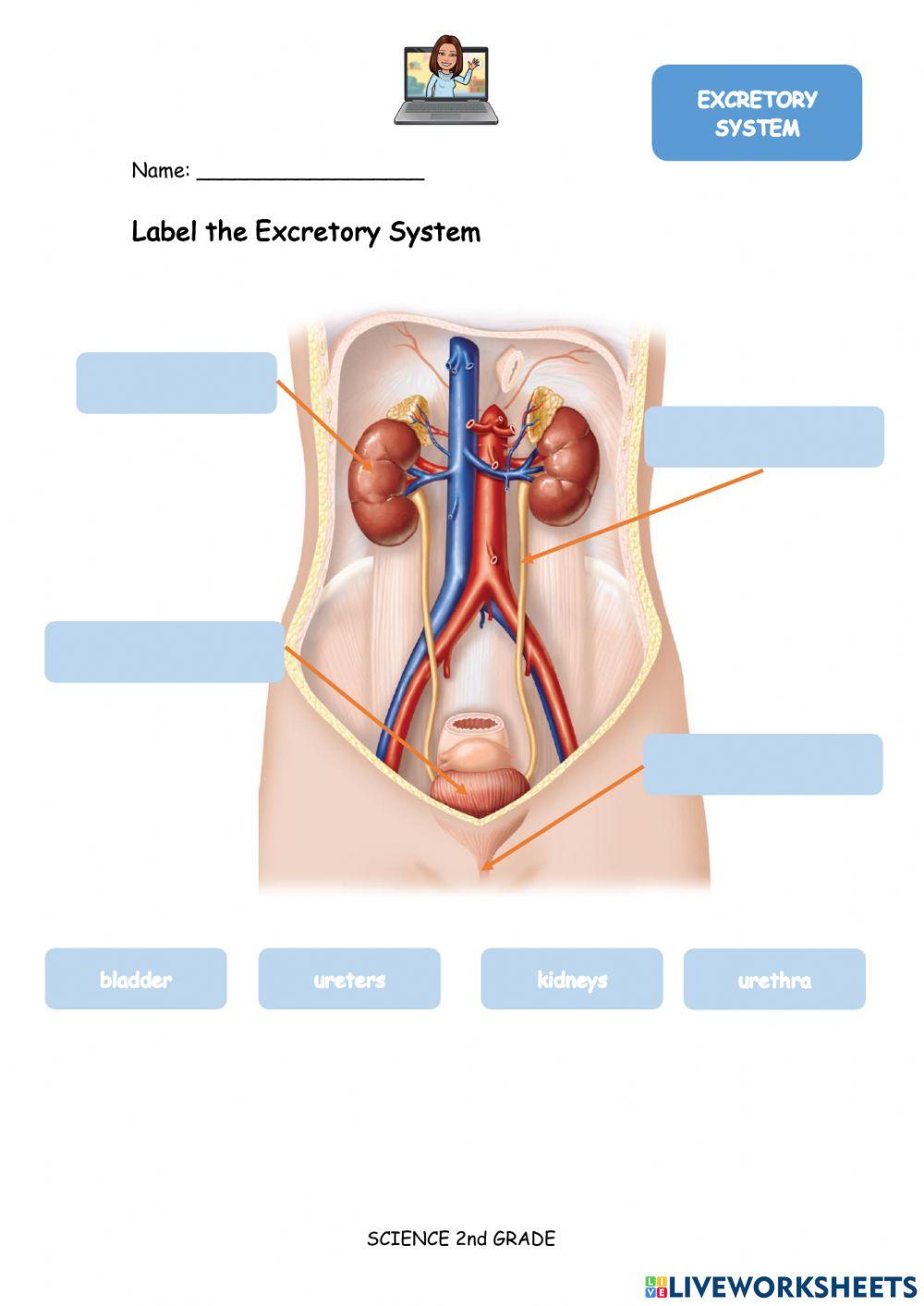 Excretory system