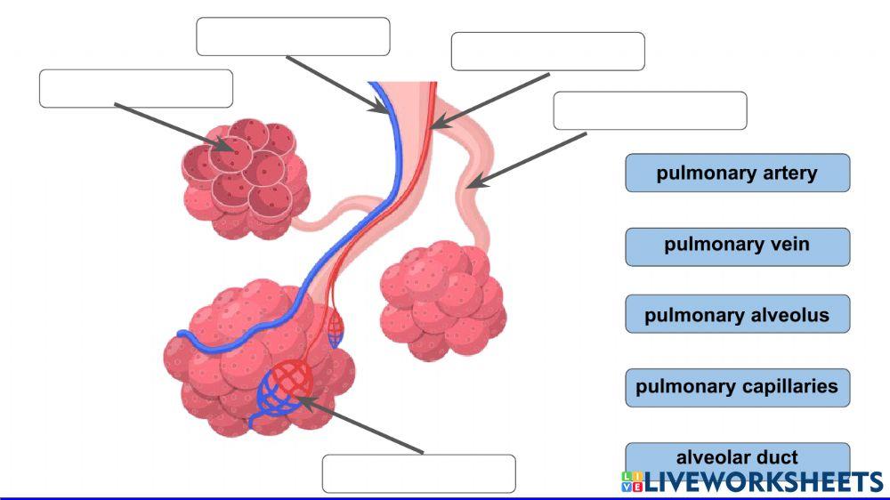 Respiratory system