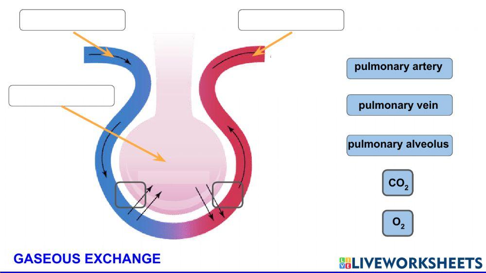 Respiratory system