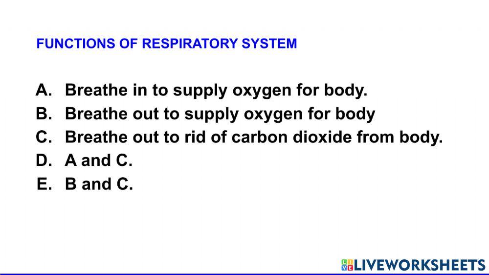 Respiratory system