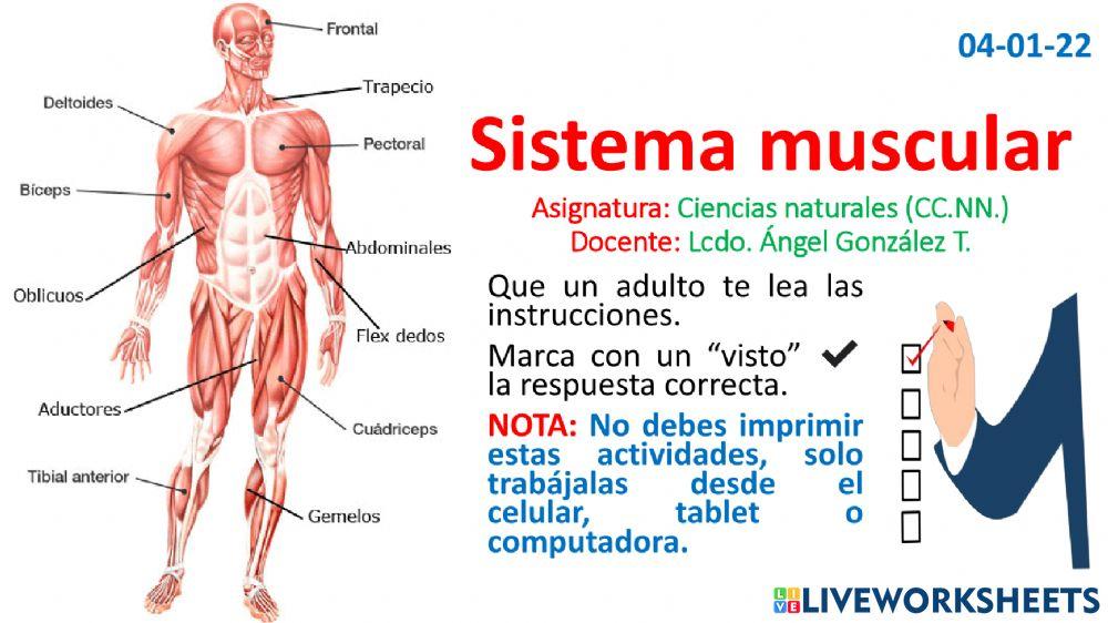 Sistema muscular