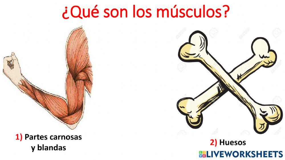 Sistema muscular