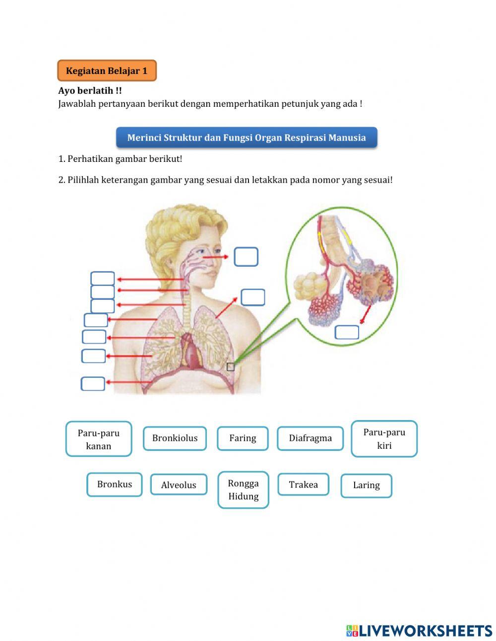 LKPD Sistem Respirasi