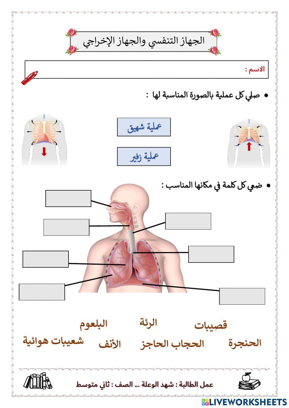 ورقة عمل - الجهاز التنفسي