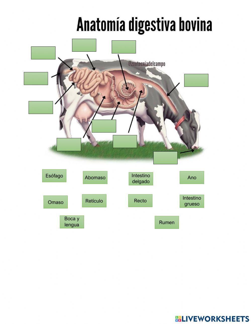 Sistema digestivo Res