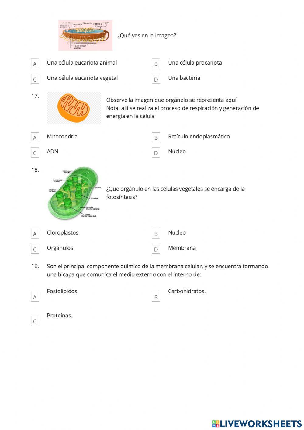 Recuperación Pedagógica CCNN8