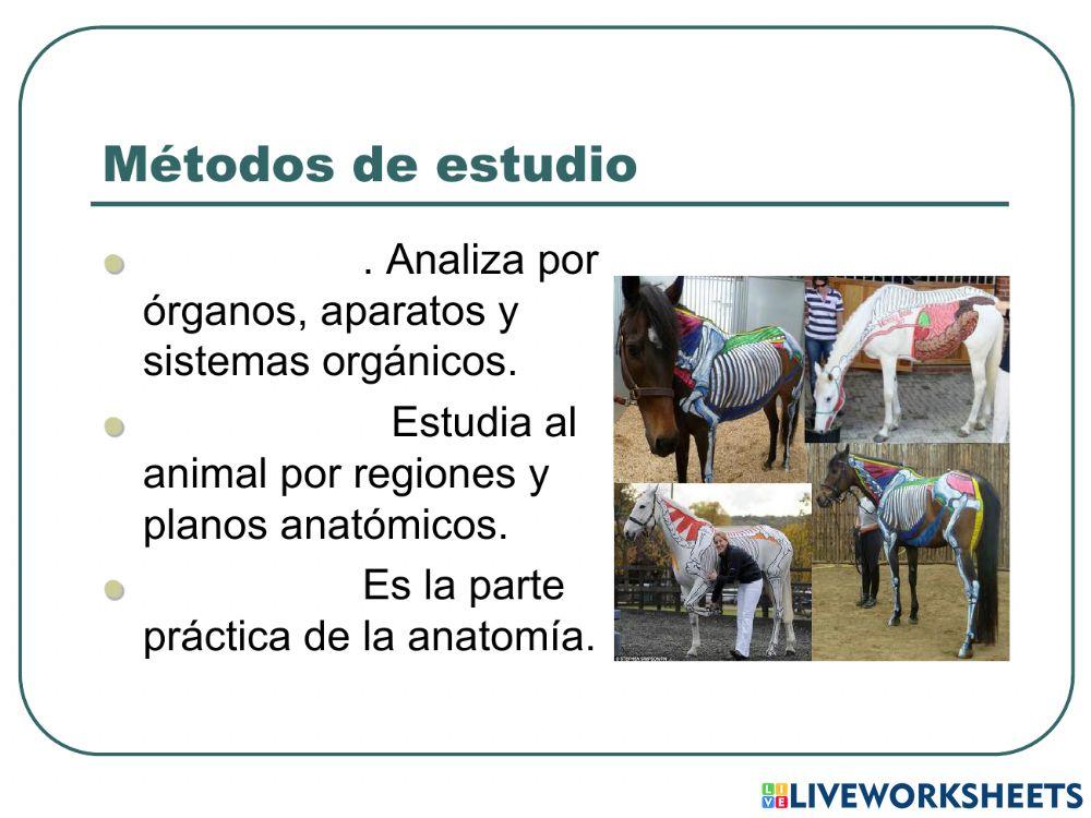 Anatomía animal I