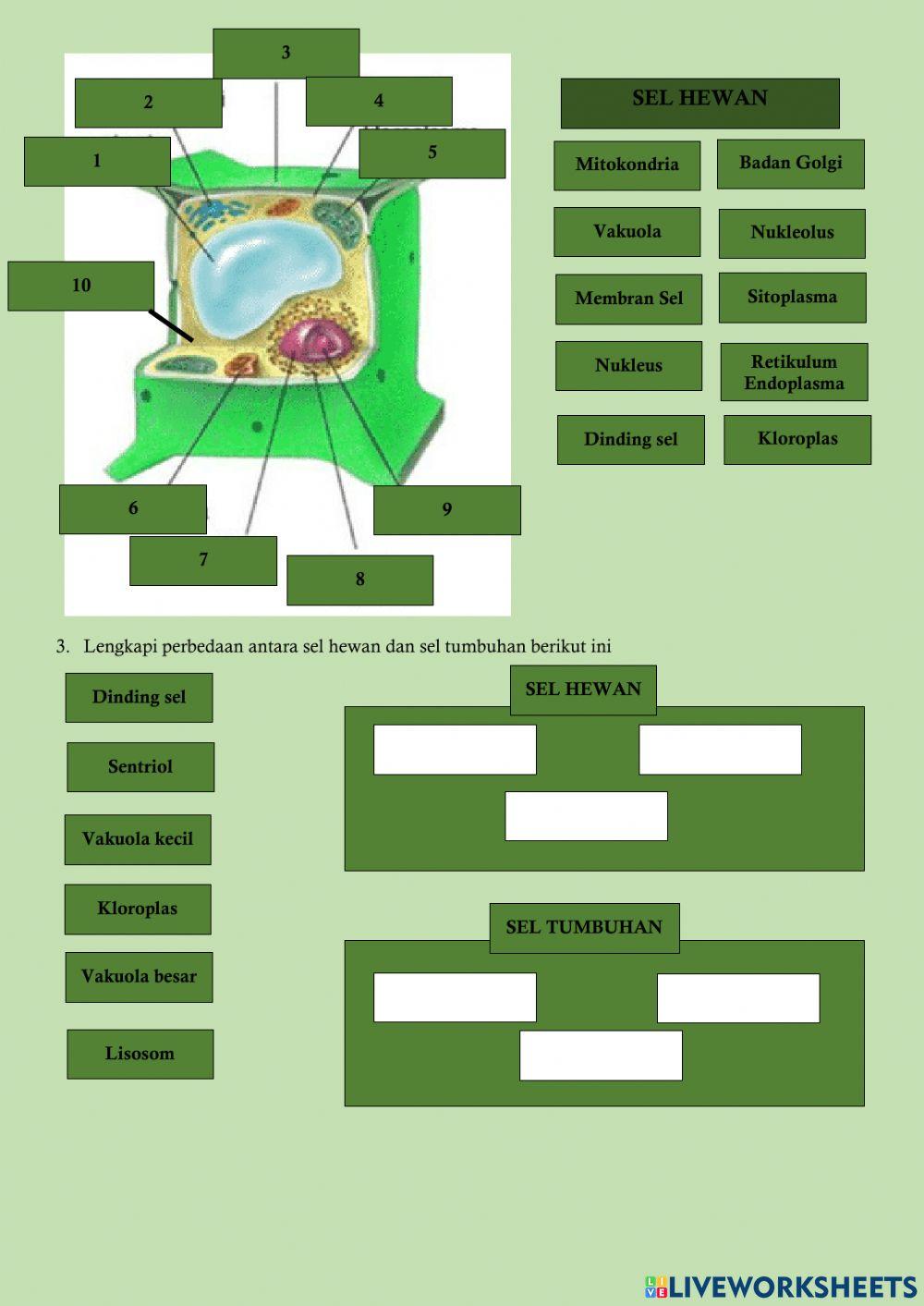 Organel sel hewan dan tumbuhan
