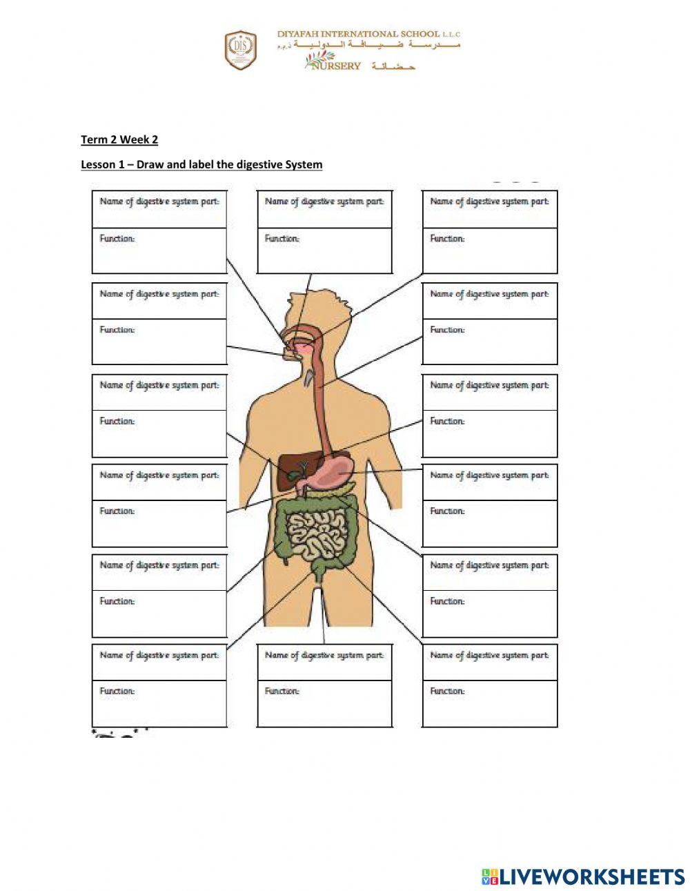 Science Term 2 Week 2 Lesson 1 interactive worksheet | Live Worksheets