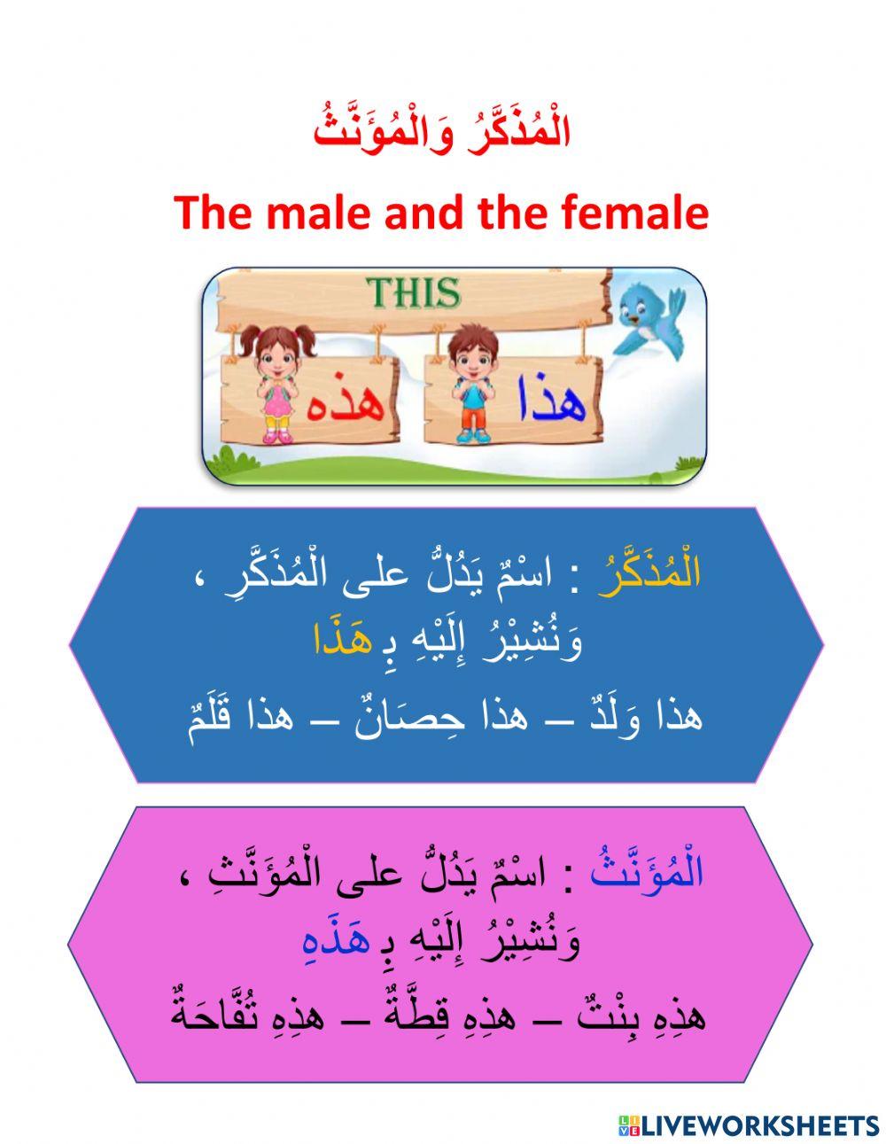 الْمذكّر والمؤنّث 1