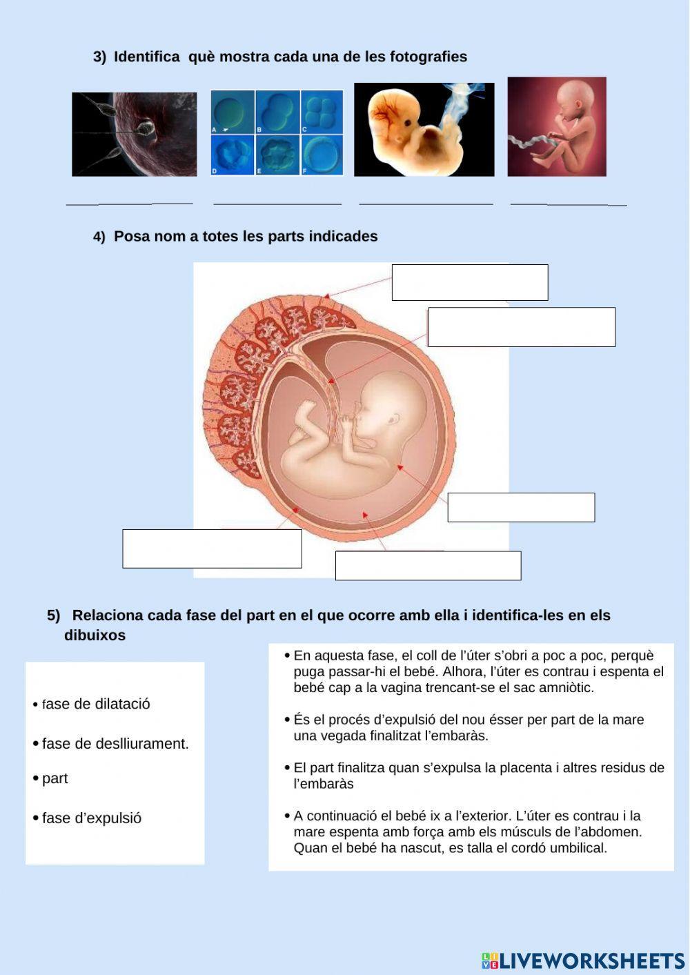 Fecundació, embaràs i part