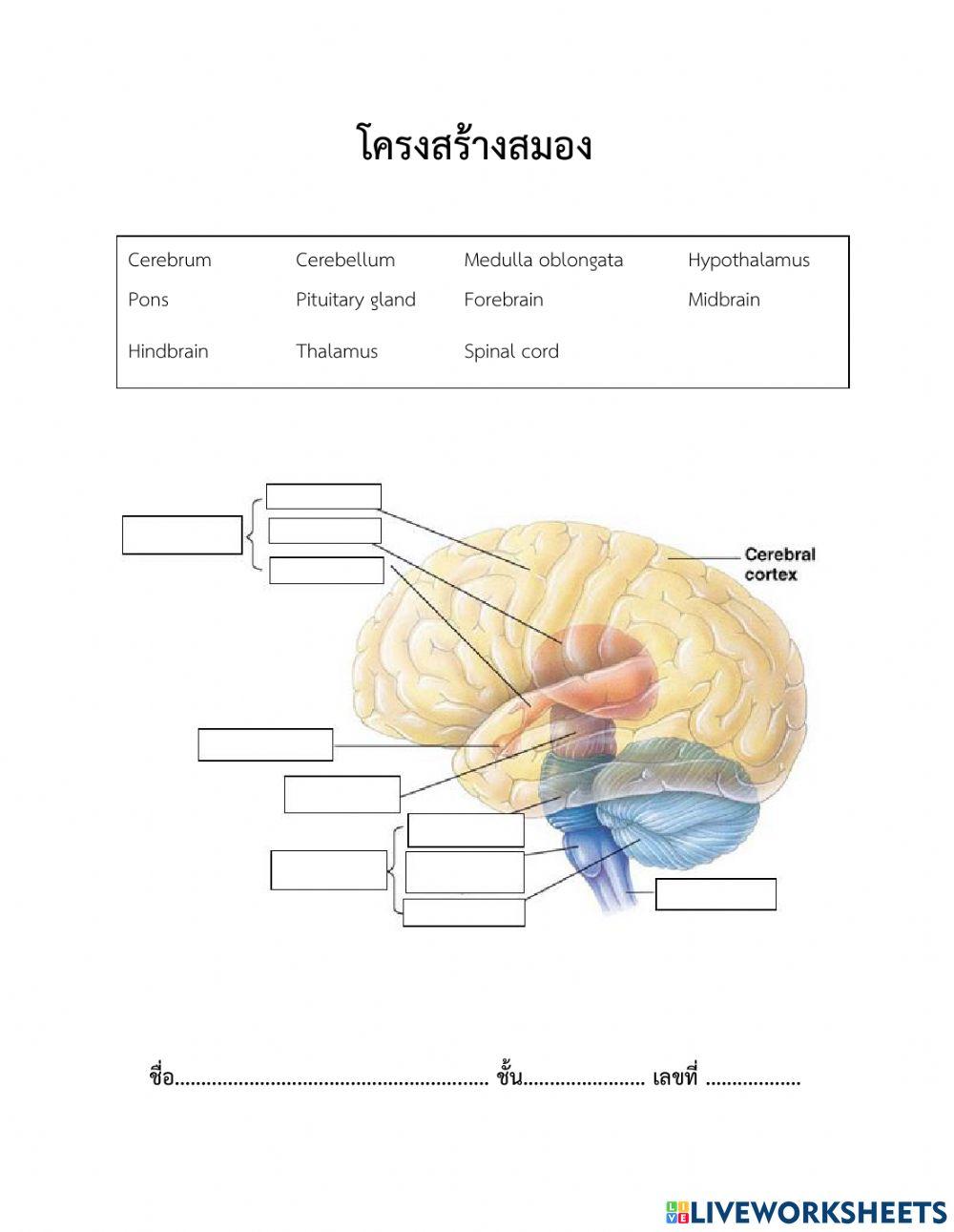 โครงสร้างสมอง