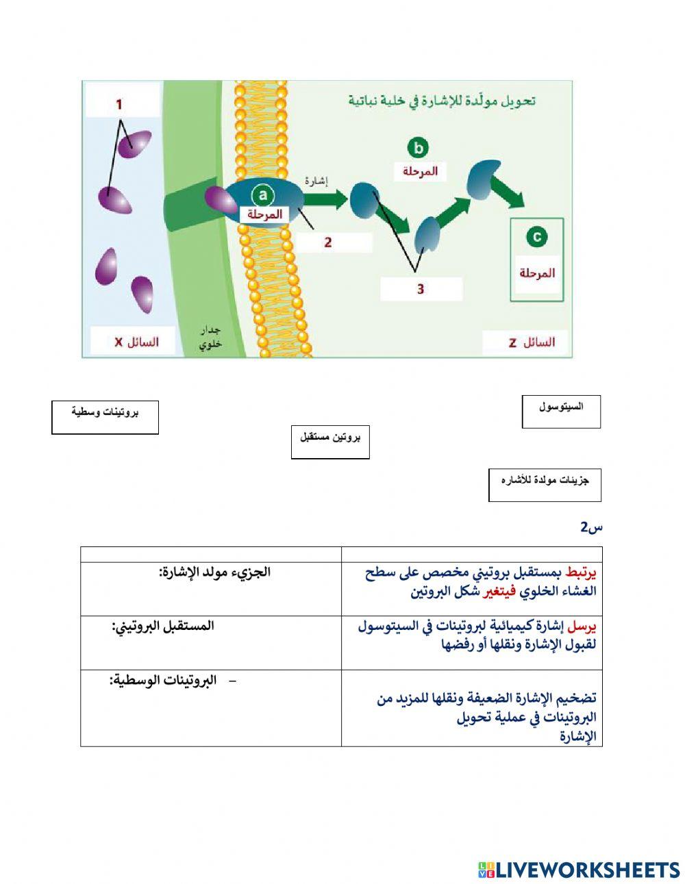 ورقه عمل تجريبي