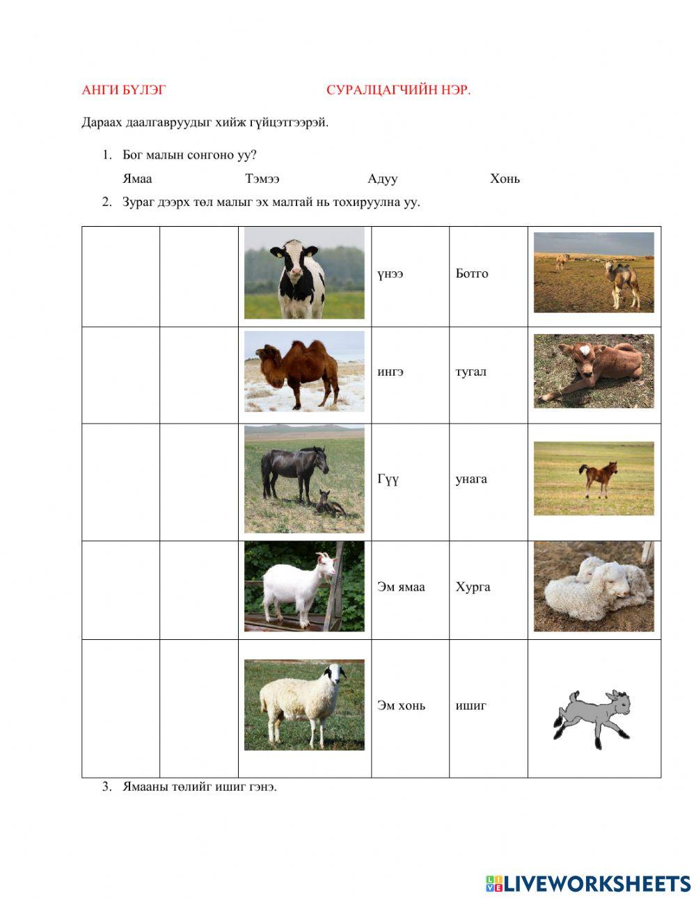 Таван хошуу мал 2022.01.08 activity | Live Worksheets