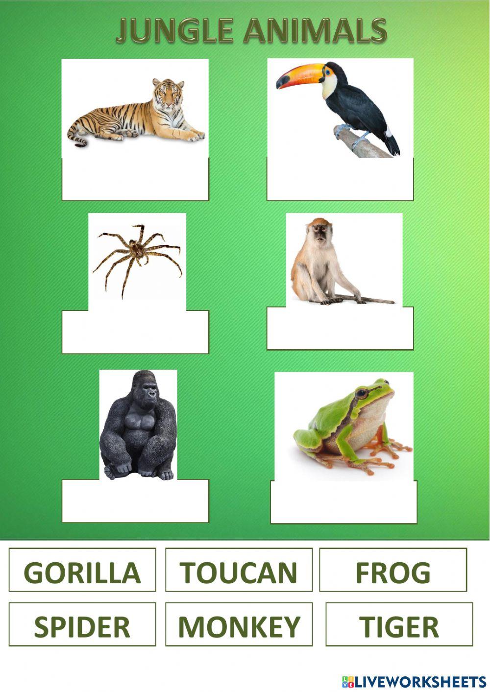 Jungle animals' names