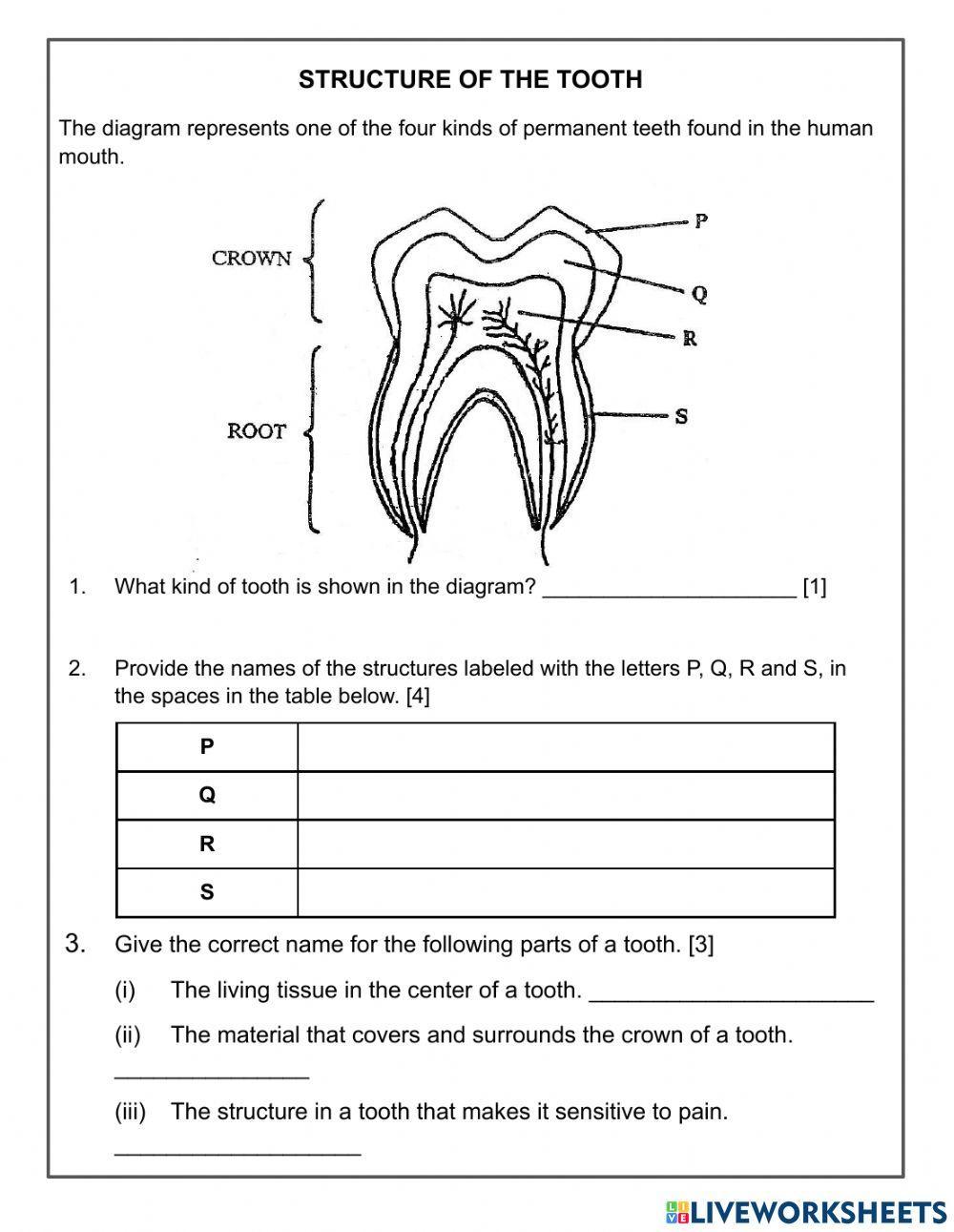 Structure of the Tooth