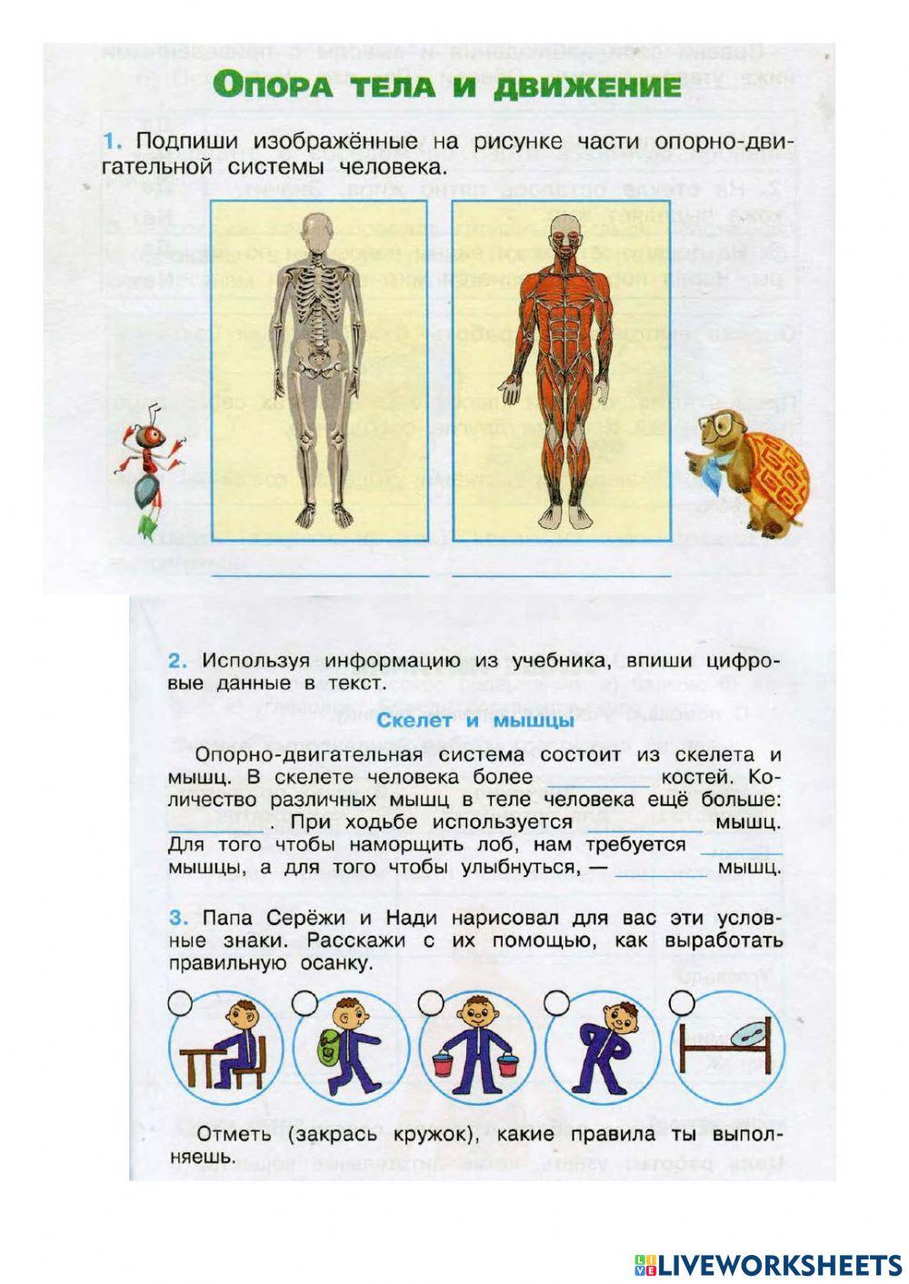 Опора и движение 8 класс тест. Опора тела. Опора тела и движение. Опора тела организмов. Опора тела и движение 3 класс.