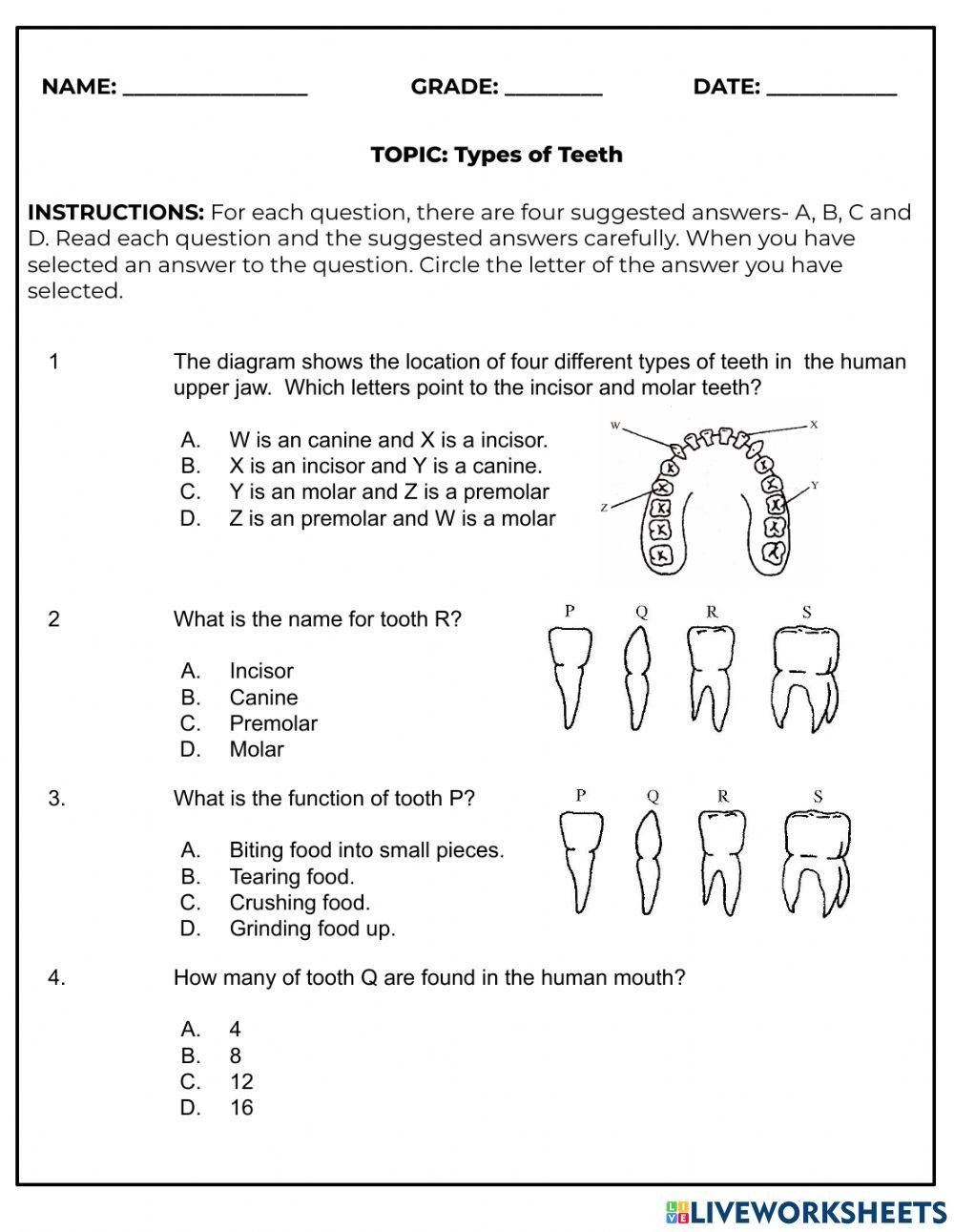 Types of Teeth