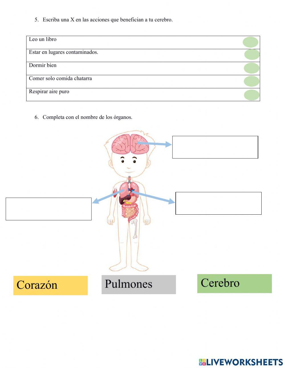 Animales, cuerpo humano