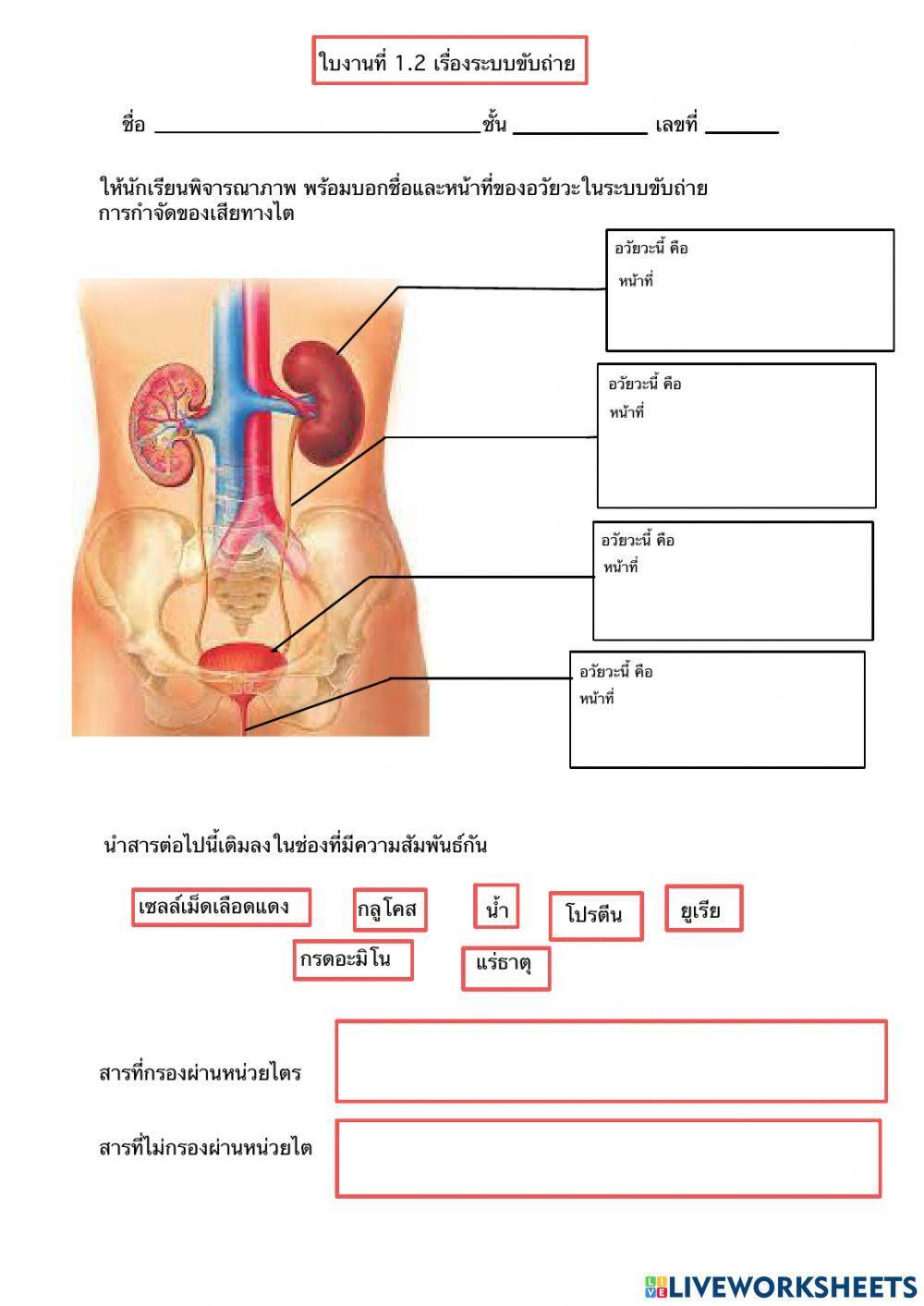 ใบงานเรื่องระบบขับถ่าย