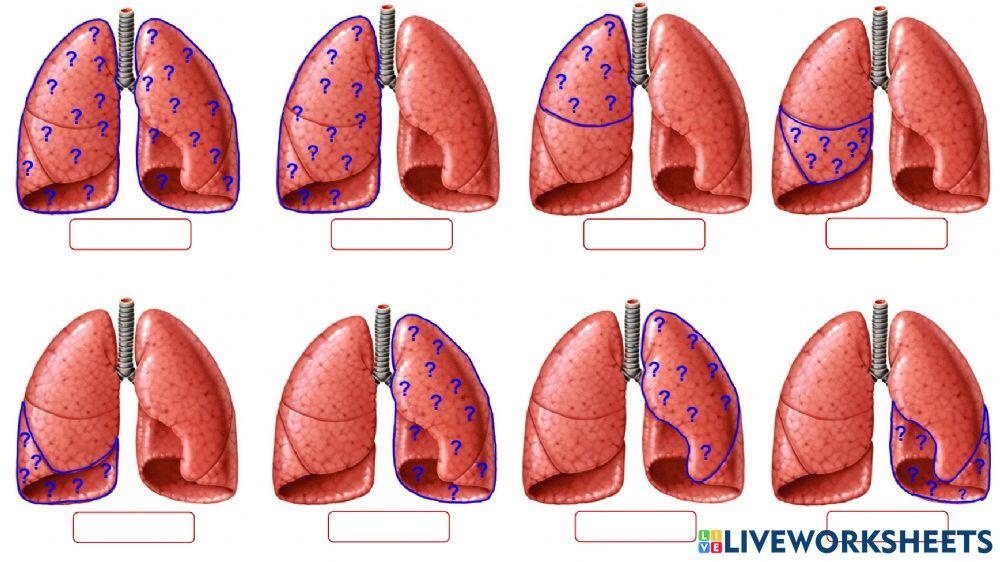 Bits aparato  respiratorio