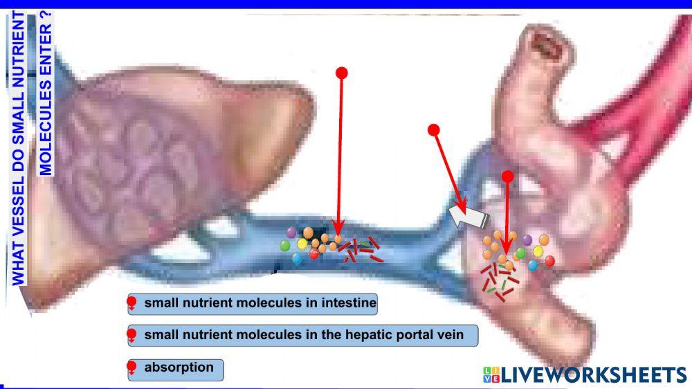Digestive system 2
