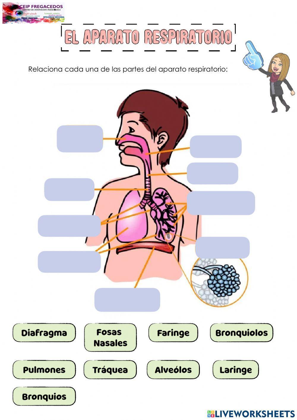 Aparato respiratorio