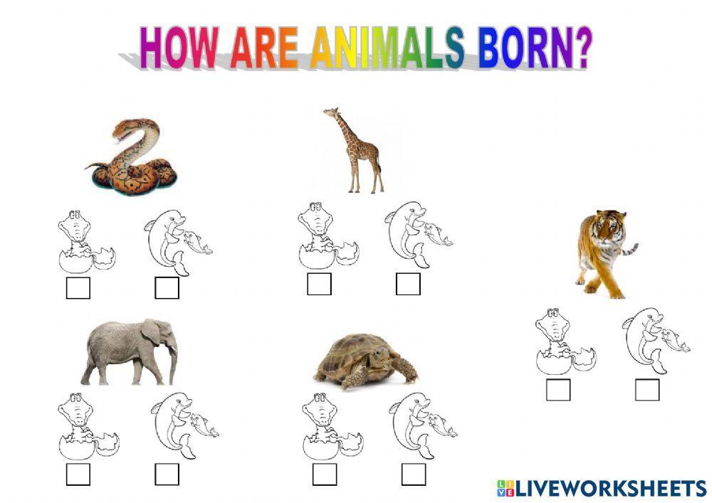 How are animals born?