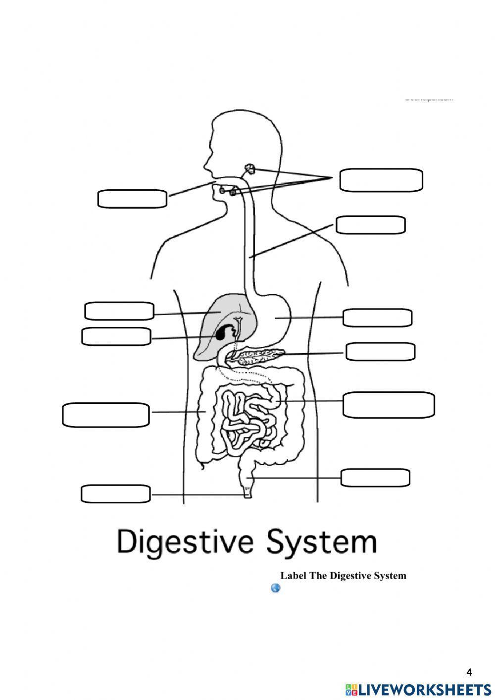 Label the Digestive System