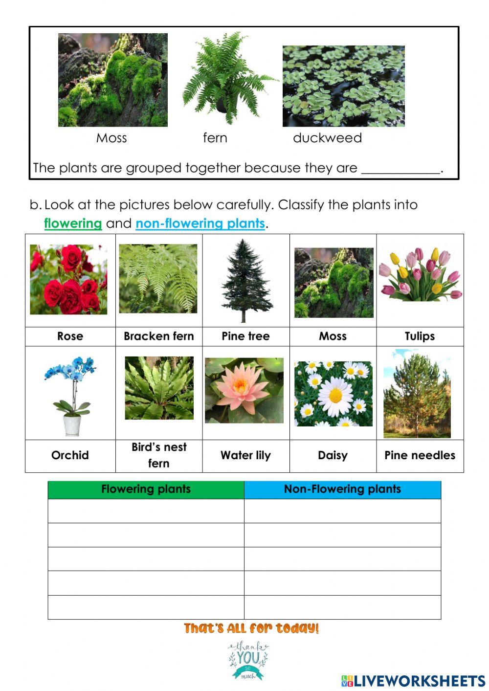 Grouping Plants