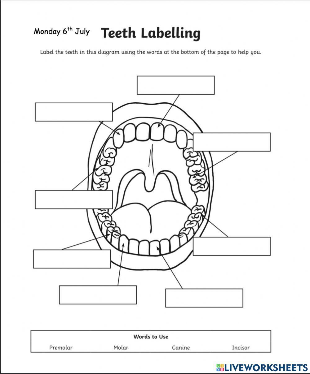 Teeth Labelling Diagram