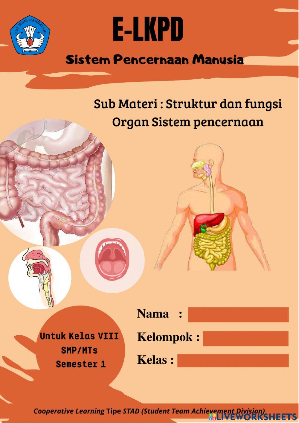 LKPD 2 Struktur Organ Pencernaan